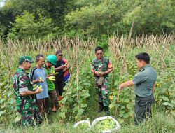 Dandim 0619/Purwakarta Apreasiasi Demplot Pertanian di Desa Cianting Utara