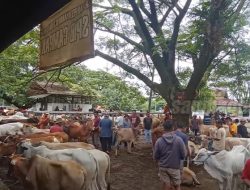 Menjelang Hari Raya Idul Adha, Stok Hewan Qurban di Purwakarta Berlimpah