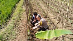Dukung Ketahanan Pangan, Bhabinkamtibmas Polsek Campaka Rutin Lakukan Sambang Ke Petani