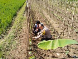 Dukung Ketahanan Pangan, Bhabinkamtibmas Polsek Campaka Rutin Lakukan Sambang Ke Petani
