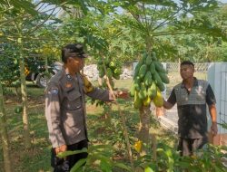 Polsek Campaka Dampingi Warga Kembangkan Ketahanan Pangan di Lahan Perkebunan
