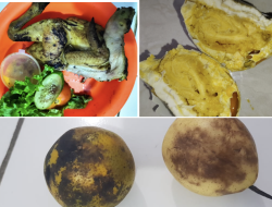 Dugaan Pelanggaran Standar Pangan, KPLHI Desak Dinas Terkait Dan BGN Turun Tangan di SPPG Campakasari